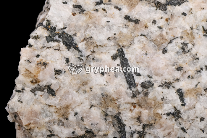 Granite à amphibole - détail - gryphea.com